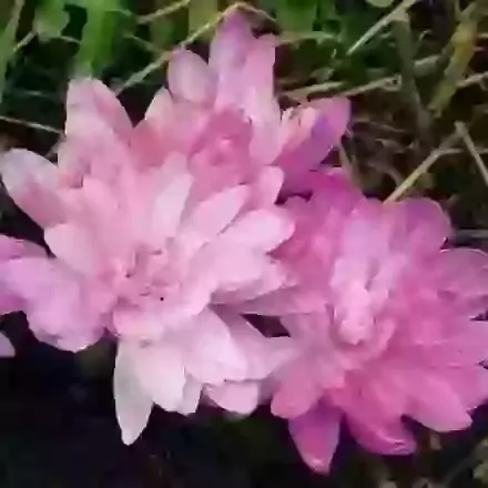 Waterlily
